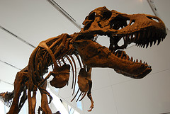 Dinosaur